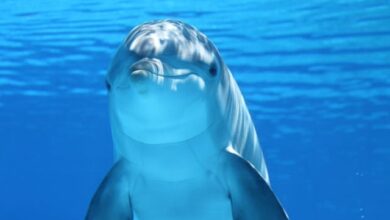 dolphin interactive